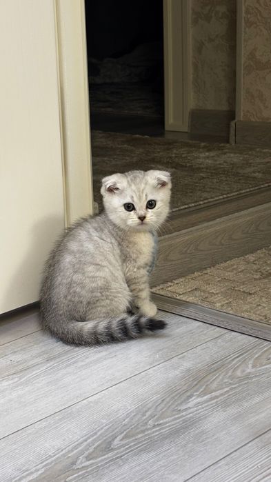 Scottish fold / straight  2 oylik / o’g’il bola