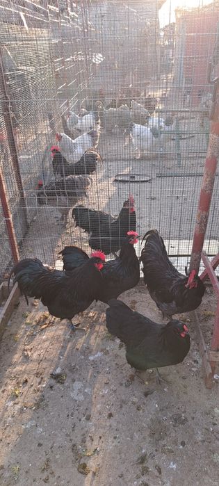 Cocoși New Hampshire, Australorp, Brahma, Rațe Moscovite