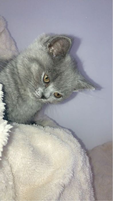 Pisică British Shorthair