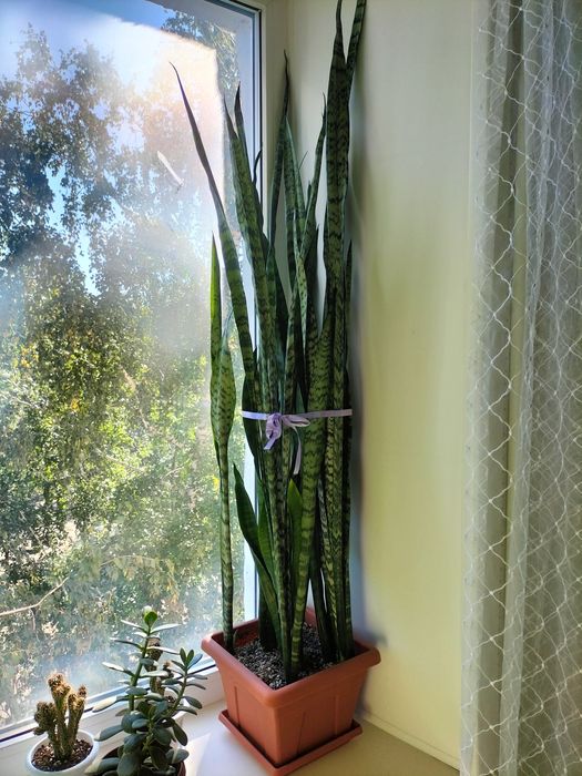 Щучий хвост (Сансевиерия)