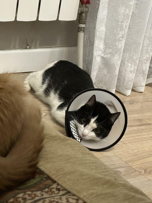 Отдам кота кастрированного