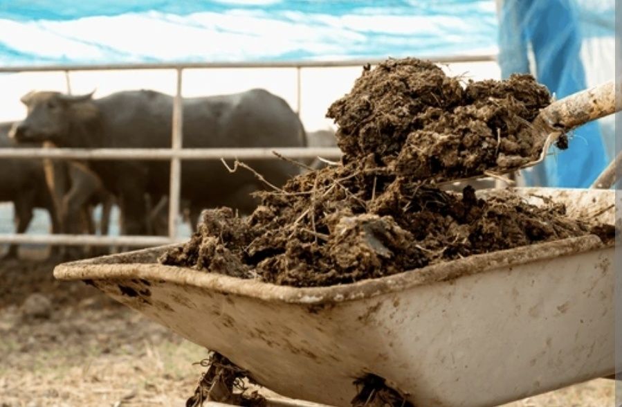 Mranita balegar vaci