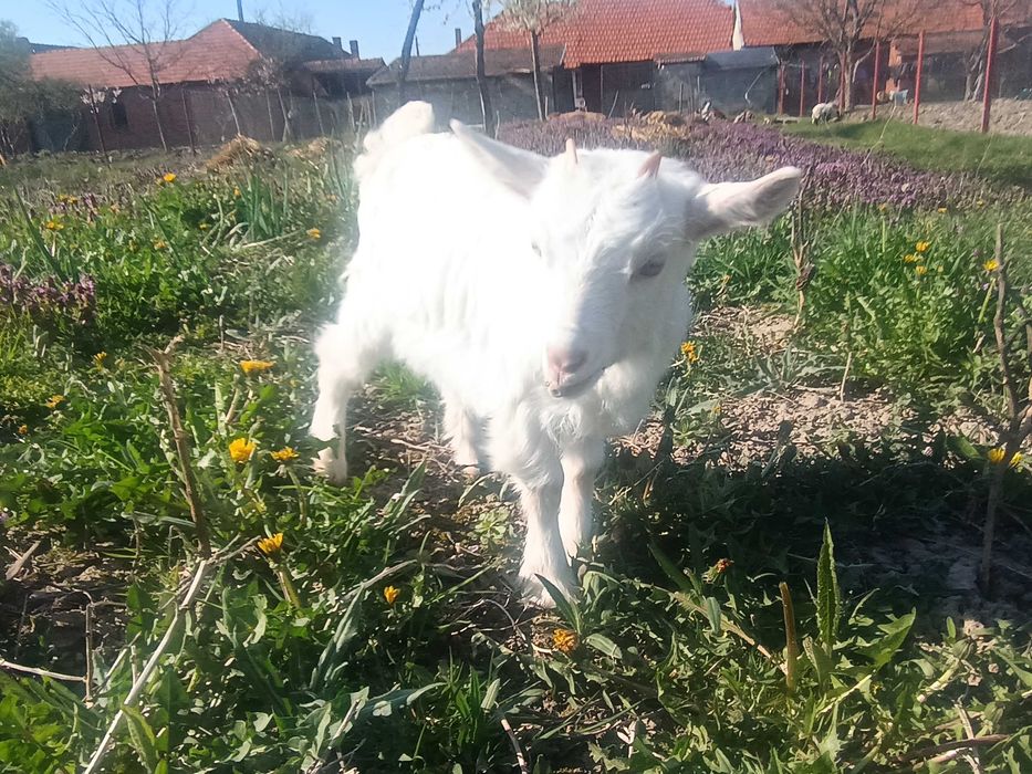 Ieduțe de vânzare, metis alpin francez cu saanen