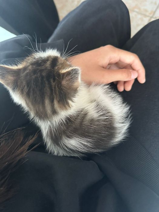 Отдам котенка в добрые руки
