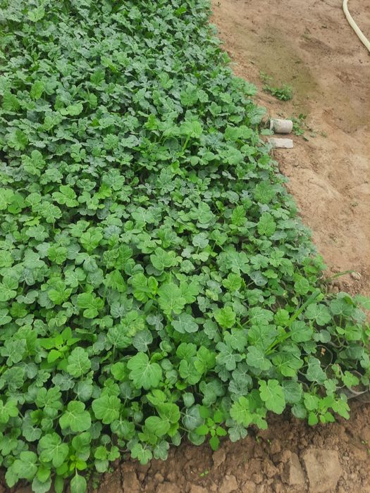 Тарвуз кучатлар сотилади