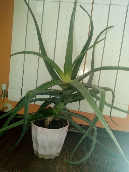 Коледниче,исусов венец,кротон,бамбук,дървовидно алое,красула,сенсевиер