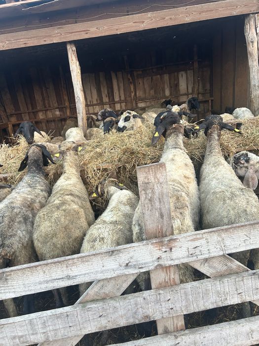 Oi de vânzare și Mielute