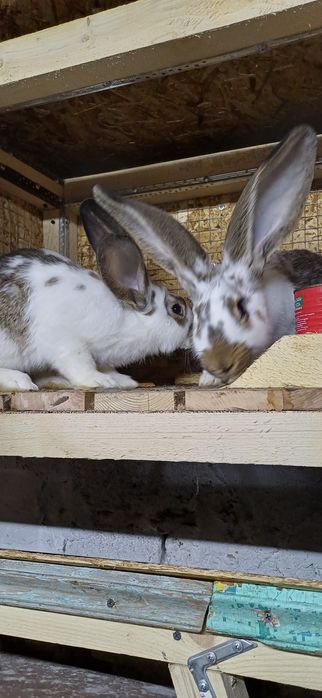 Продам кроликов крупной породы