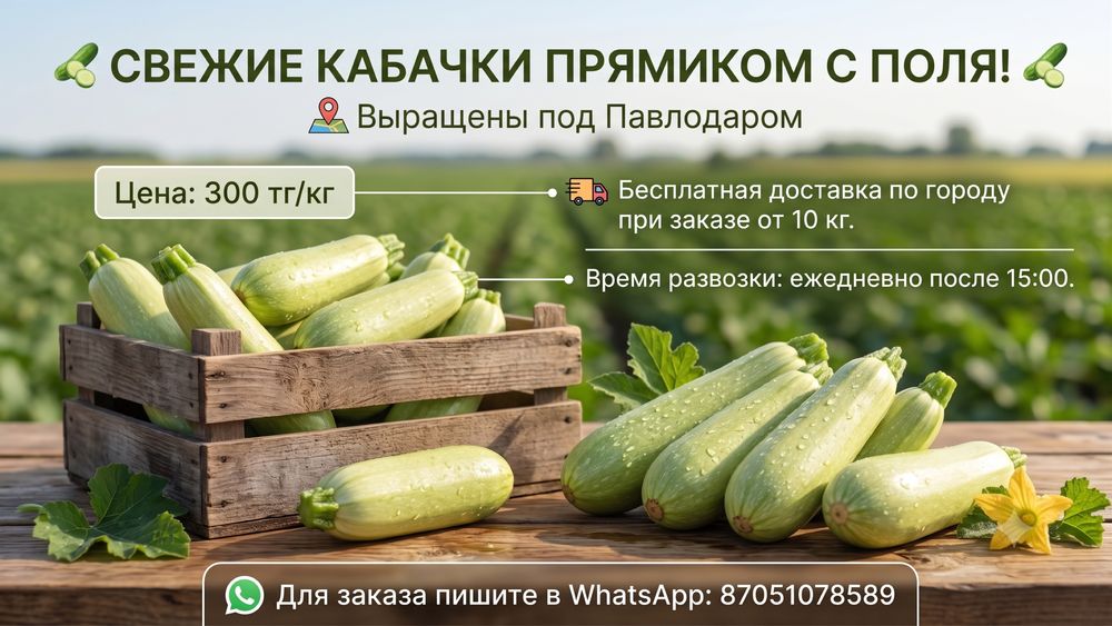 Продам кабачки с поля свежий сбор