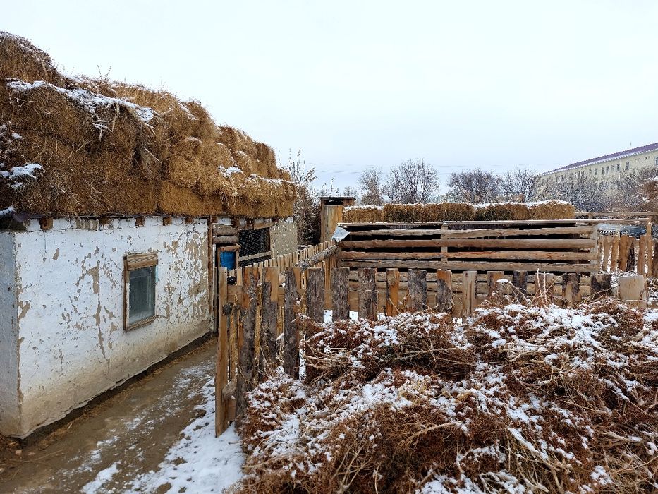 Жас қошқарлар сатылады