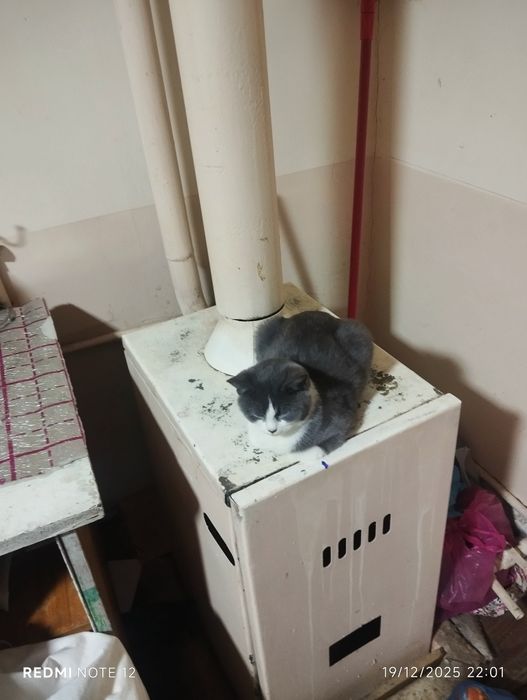 Mushuk  ʼstruktur strayt