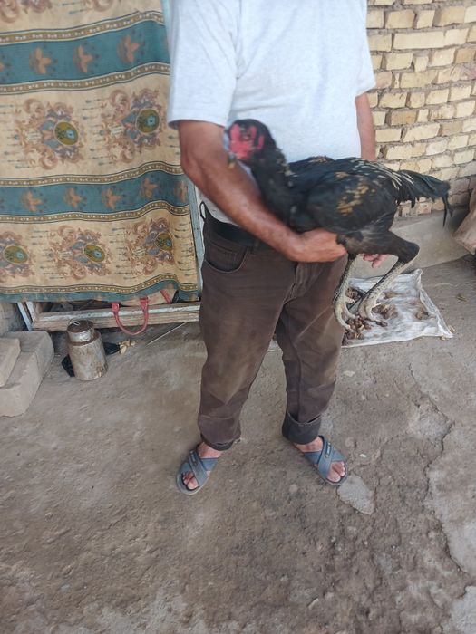 Xo‘roz sotiladi xo‘roz