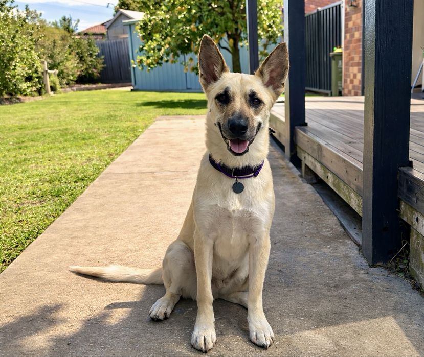 Арчи - молодой пёс в поисках семьи