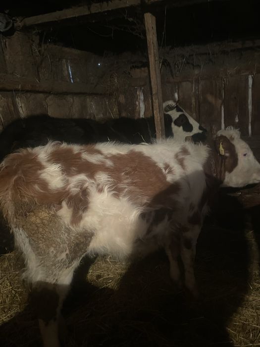 Продам телочек