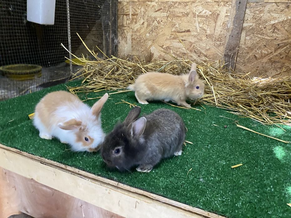 Iepuri de companie pitici cap de leu