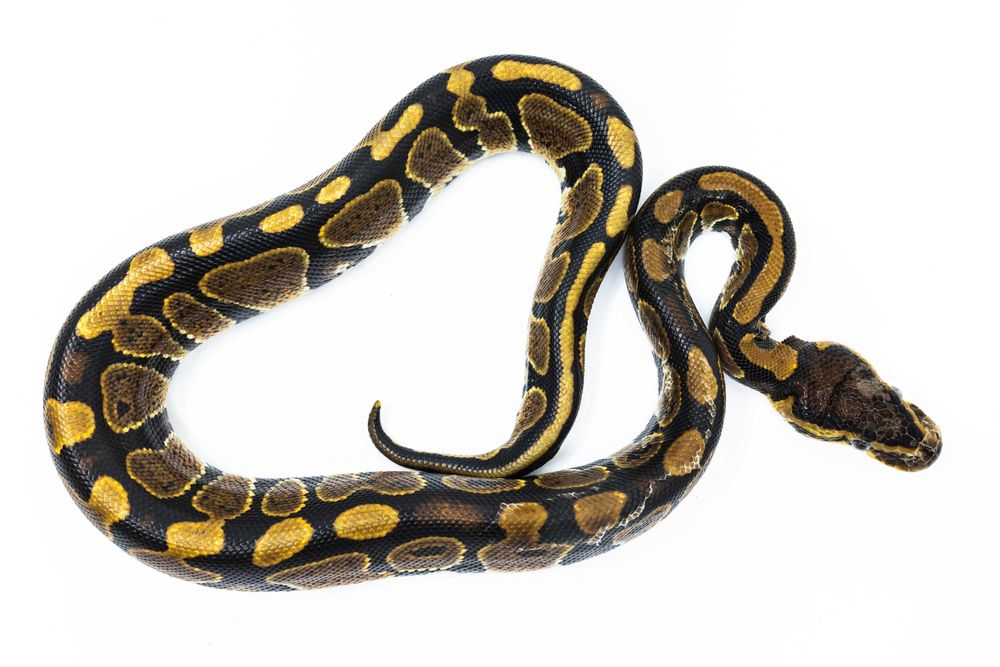 Pitoni Regali (Python Regius)