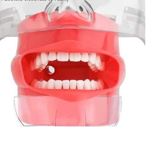 Phantom Head - Cap de manechin simulator dentar