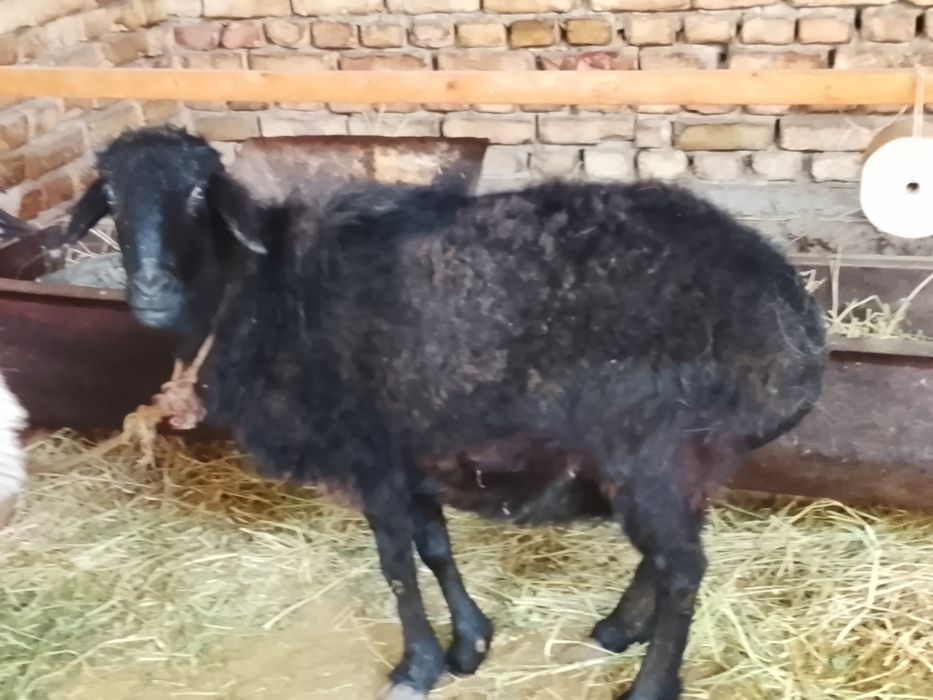 Qoʻy va qoʻchqor sotiladi