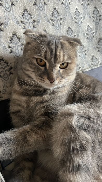 Кошка и Котята продаются!