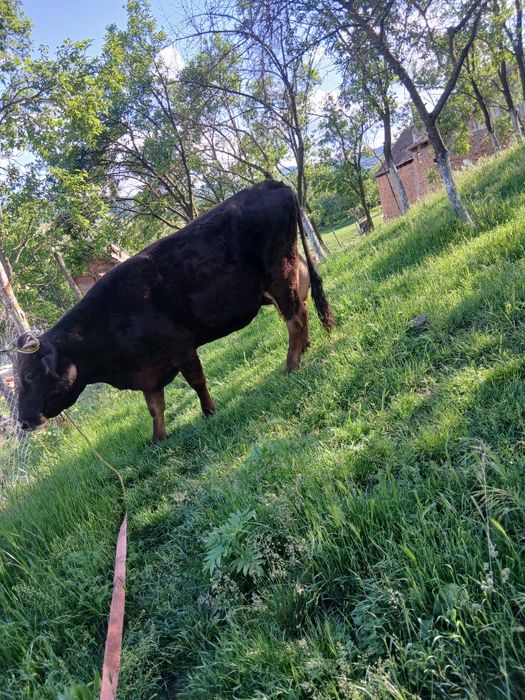 Vând vaca  de 1 luna jumate fata