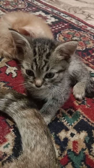 Отдам котят бесплатно