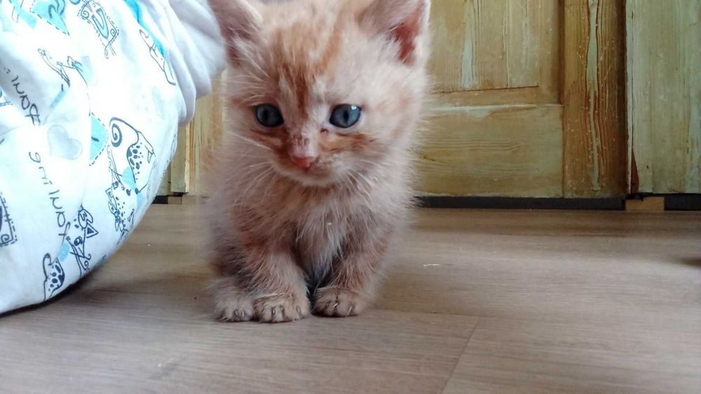 Коте за осиновяване