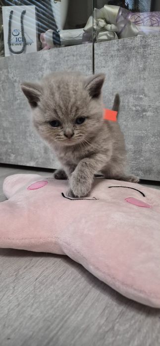 Британска Късокосместа