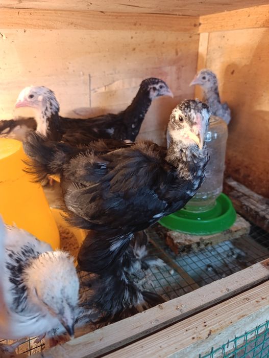 Цыплята Брама мрамор