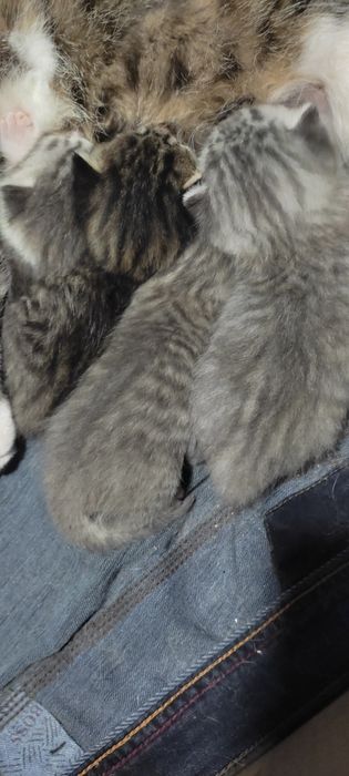 Мушук боллари сотилади