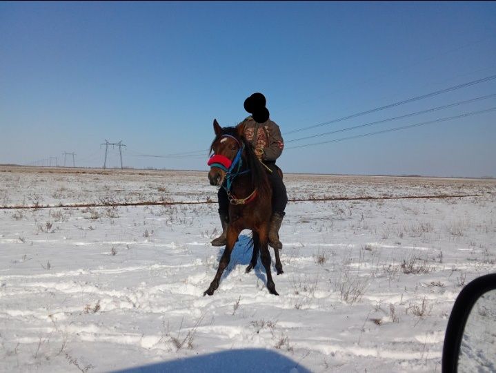 Үш жасар құнан семіз согымға үйірге