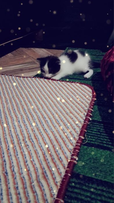 Котята полупородистые