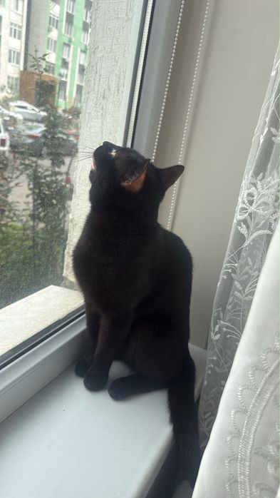 Отдам кошку 10 месяцев самец