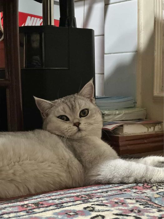 Кошка шиншила вязка