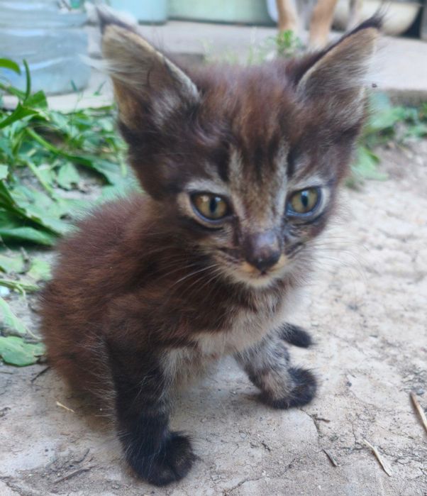 Котята в добрые руки в г Янгиюль