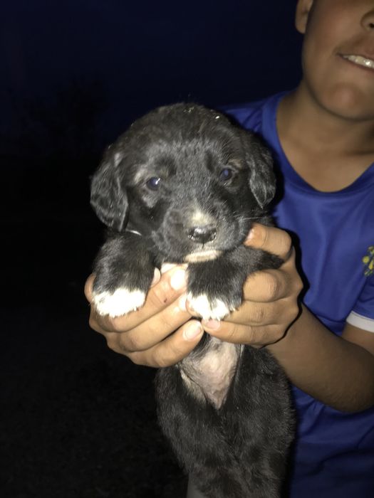 Кушик сатылады машки