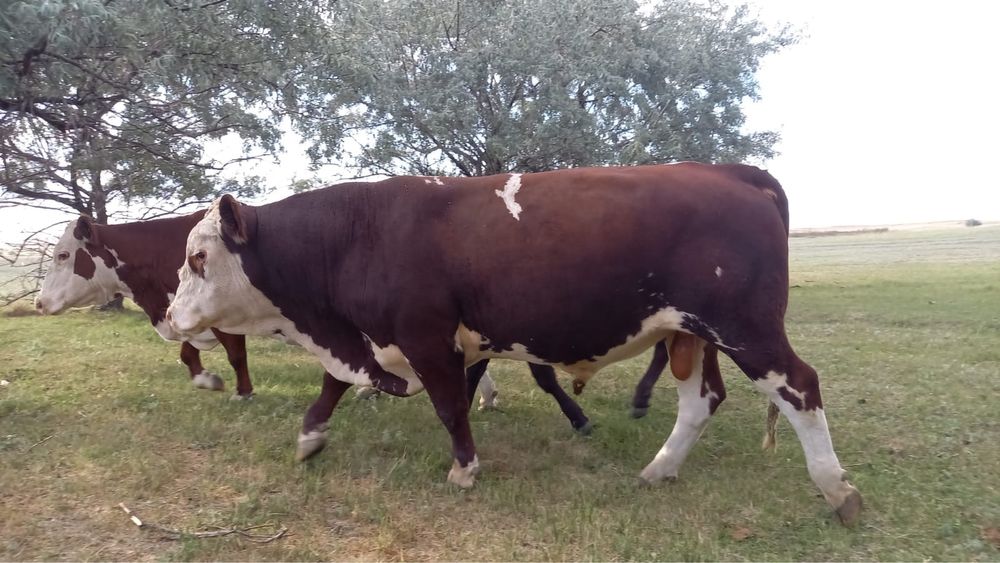 Продам бычка 2,5 года