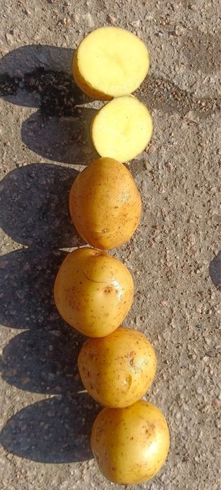 Продам семена картофеля Гала