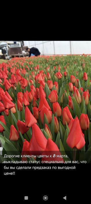 Тюльпаны оптом и в розницу