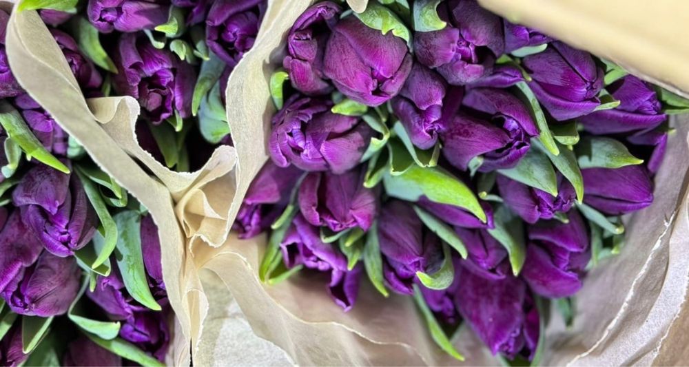 Тюльпаны голанские