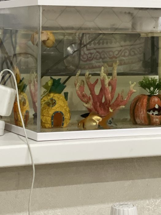 Продам золотую рыбку 1 шт