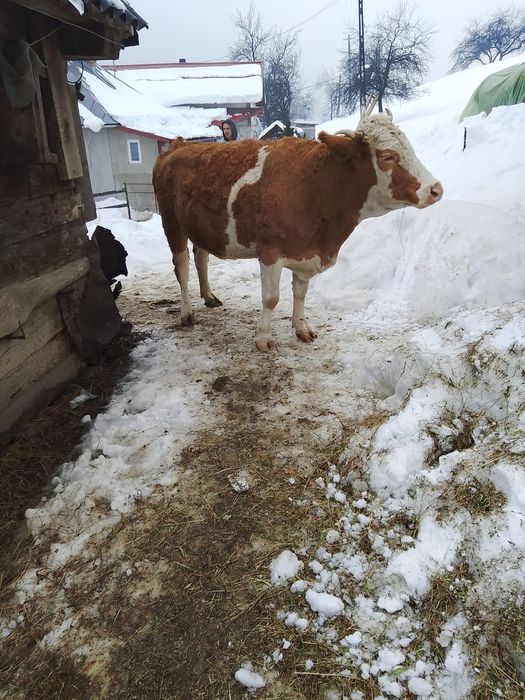 Se vând 2 vaci   tinere si cuminti