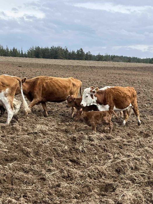 Крави Месодайни разпродажба