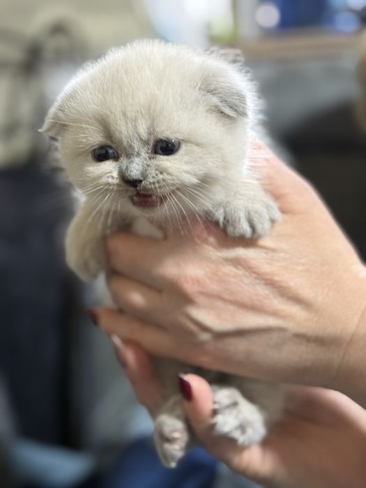 Продаются скоттиш фолд .