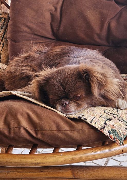 Ищем мужчину для вязки.