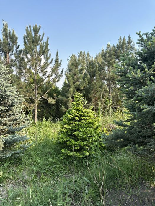Альпийские пихты, Пихта, Первые руки, Pihtalar birinchi qol pixta