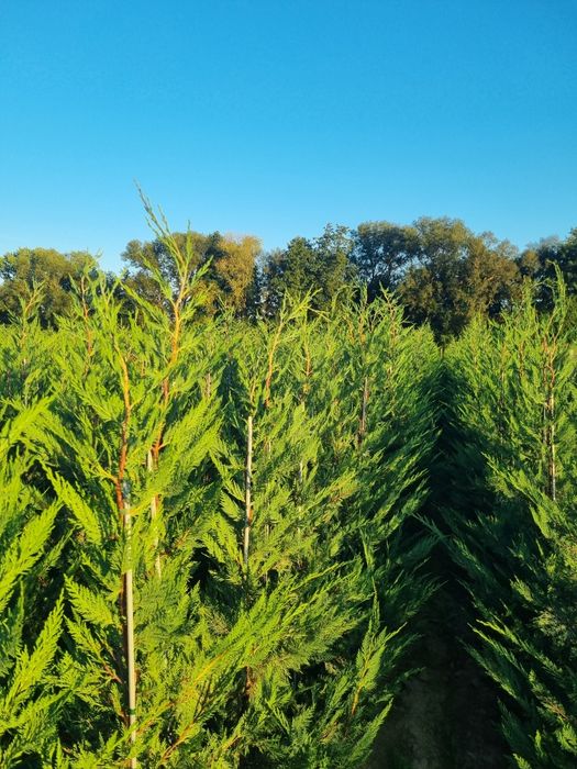 Chiparos Leyland altoit