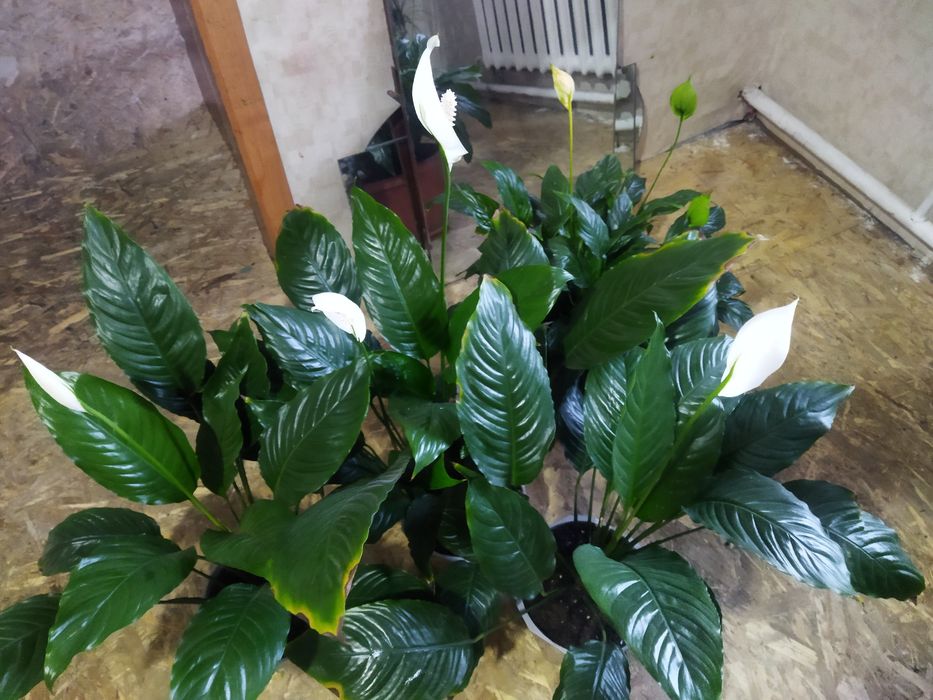 Комнатные цветы продам