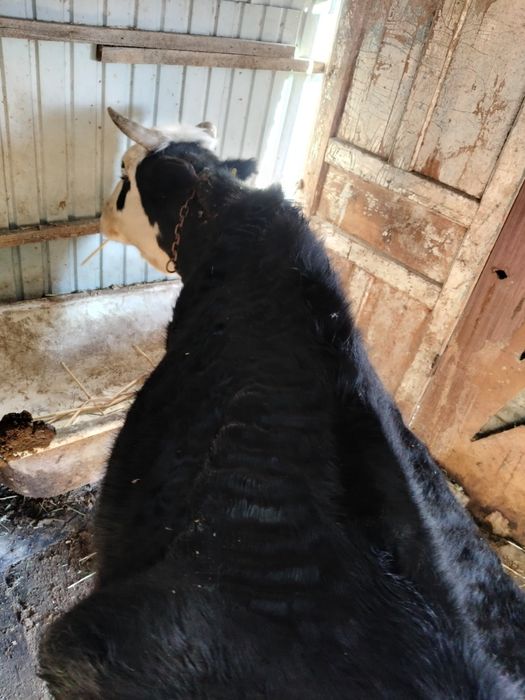 Сауынды сиыр сатылады