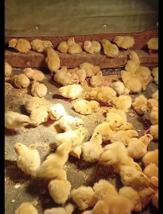 Бедана жожалари Техас гигант