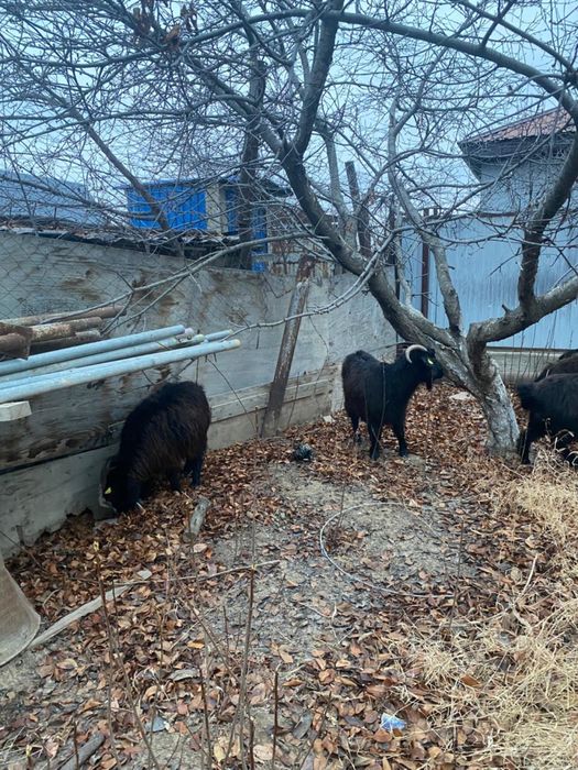 Ешки Ешкі сатылады